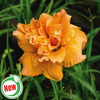 Orange You Handsome Daylily Thumbnail